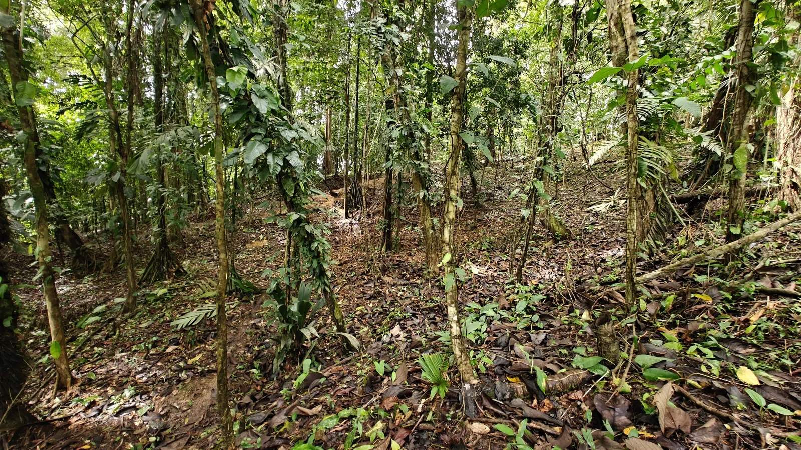 Jungle Lot in Paraiso Hills (2).webp