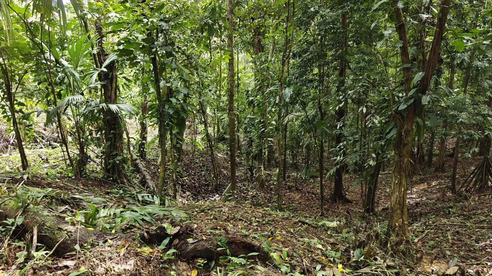 Jungle Lot in Paraiso Hills (3).webp