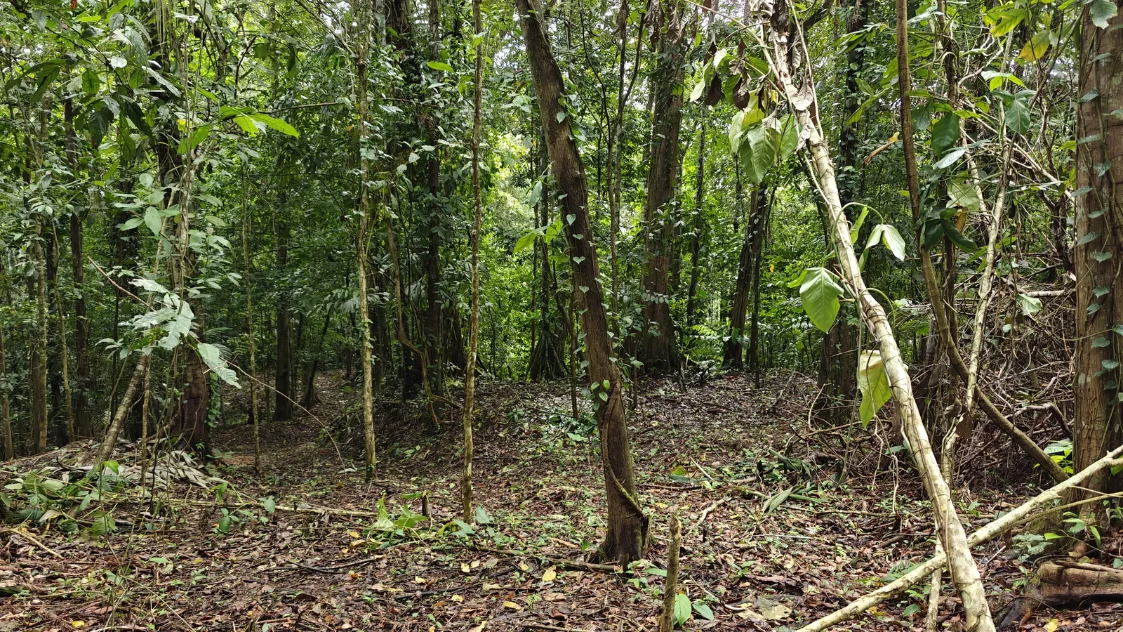 Jungle Lot in Paraiso Hills (5).webp