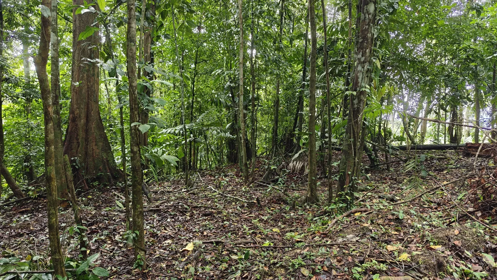 Jungle Lot in Paraiso Hills (6).webp