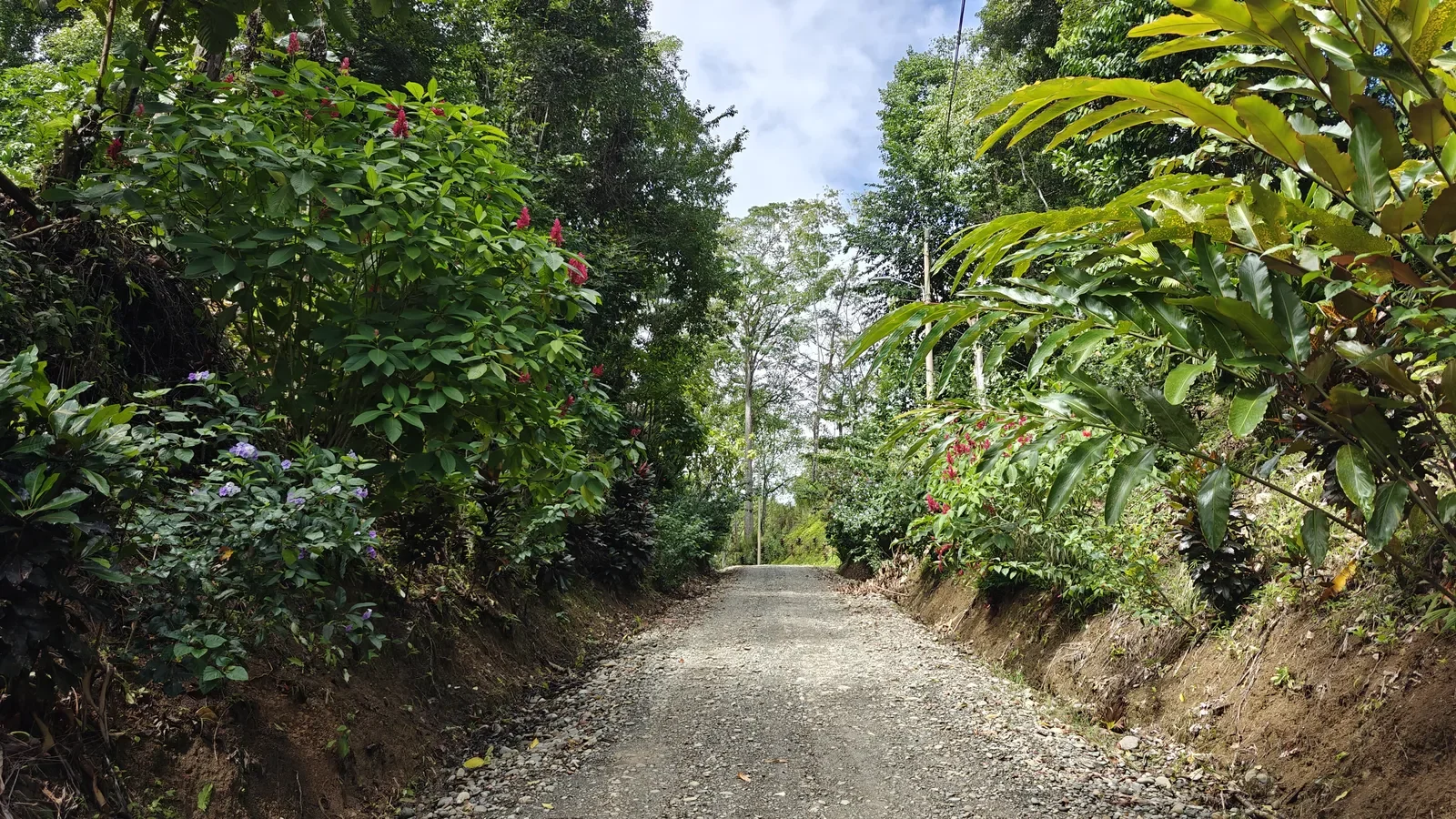 Large Jungle Lot in Paraiso Hills (1).webp