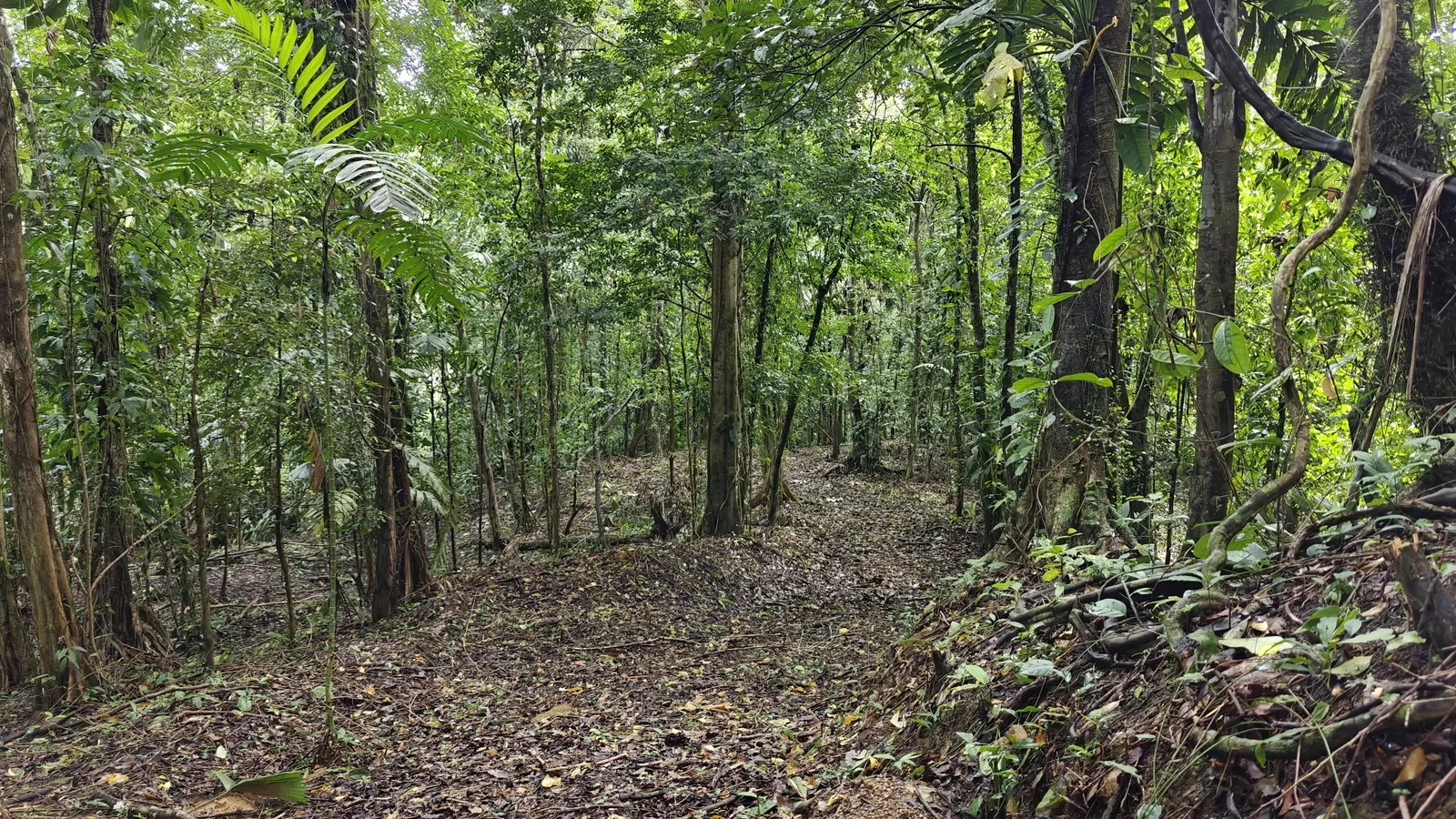 Large Jungle Lot in Paraiso Hills (3).webp