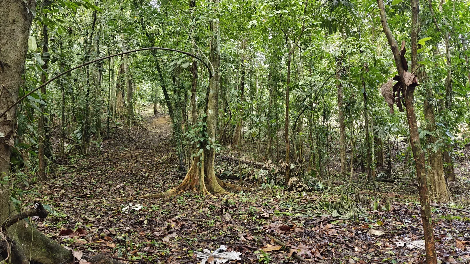 Large Jungle Lot in Paraiso Hills (4).webp