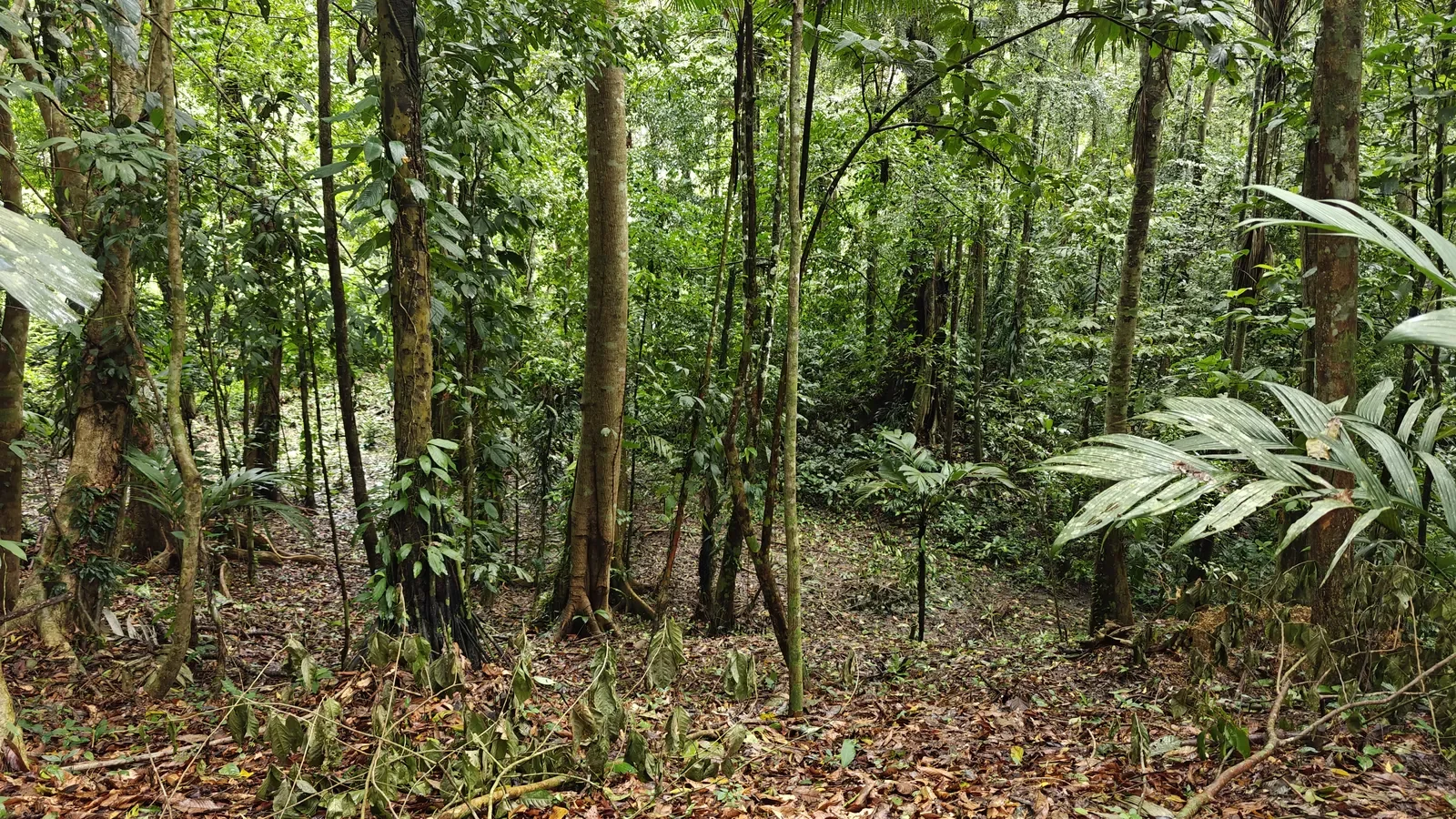 Large Jungle Lot in Paraiso Hills (5).webp
