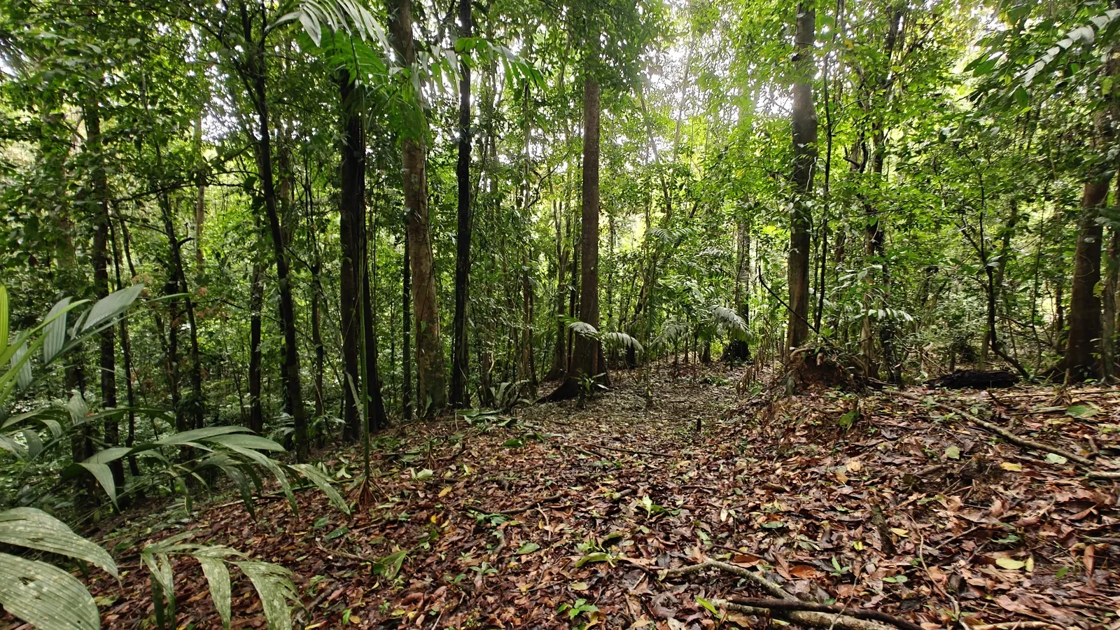 Large Jungle Lot in Paraiso Hills (6).webp