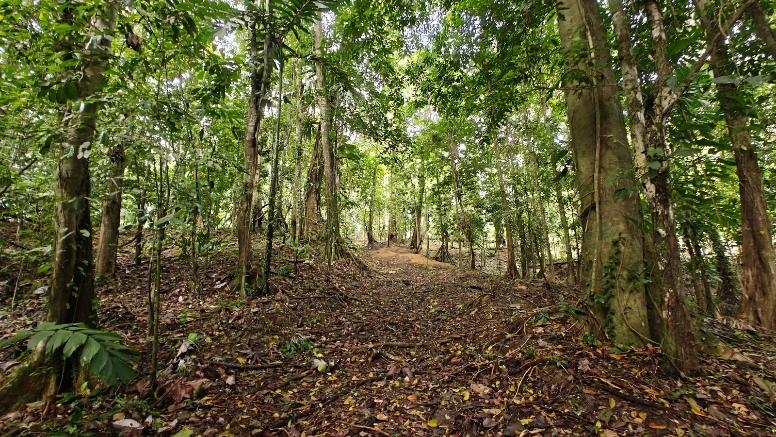 Large Jungle Lot in Paraiso Hills (7).webp