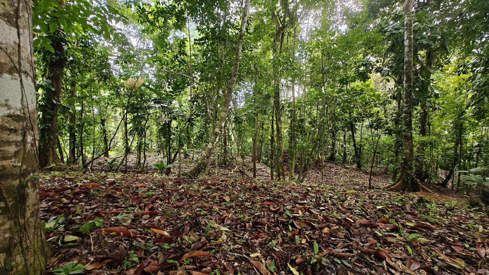 Large Jungle Lot in Paraiso Hills (8).webp