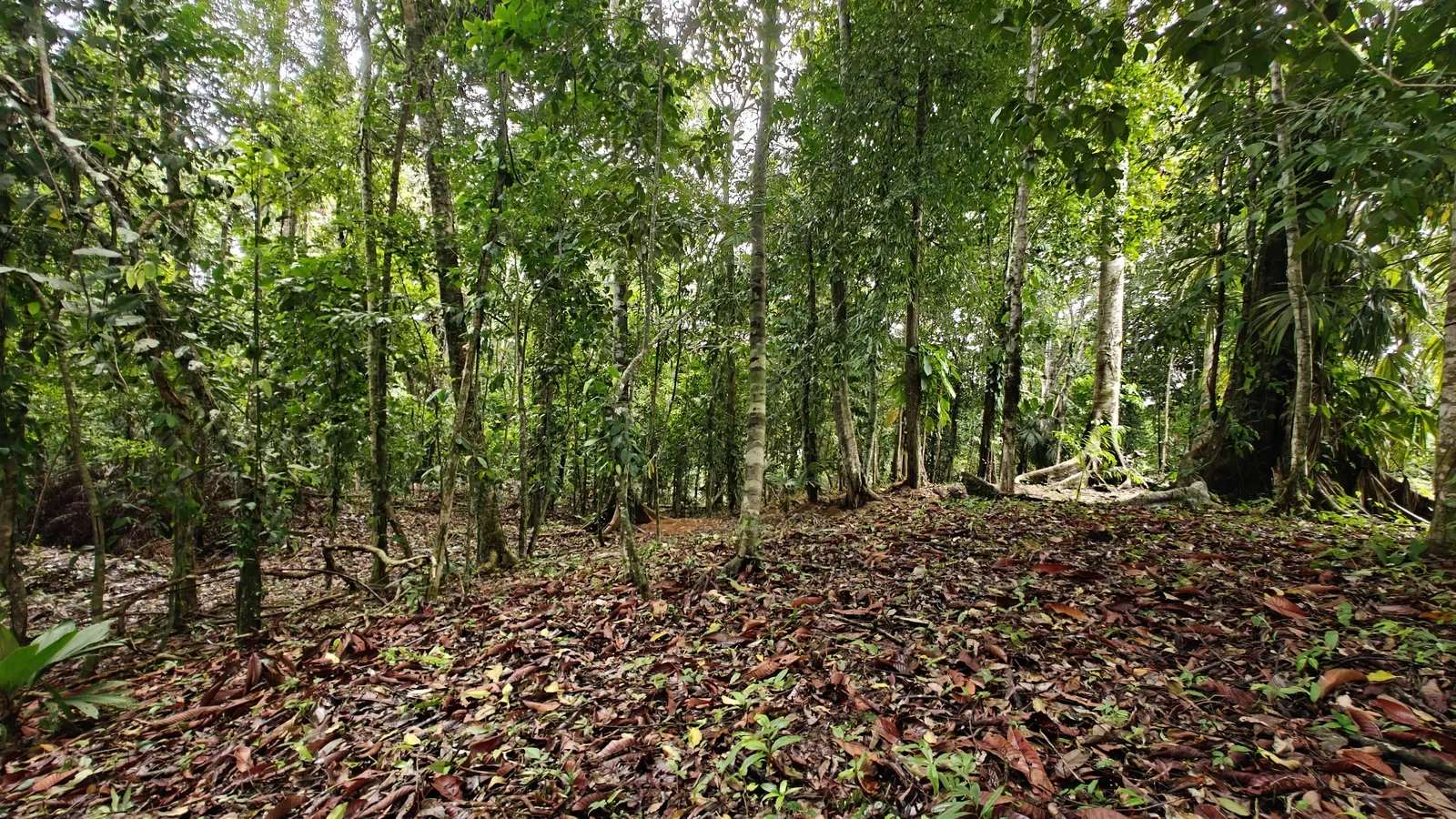 Large Jungle Lot in Paraiso Hills (9).webp