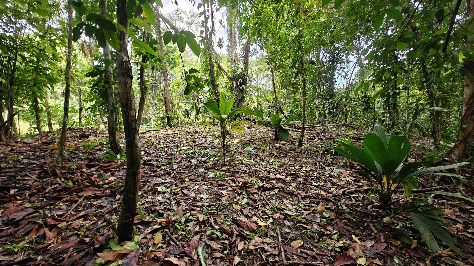 Large Jungle Lot in Paraiso Hills (10).webp