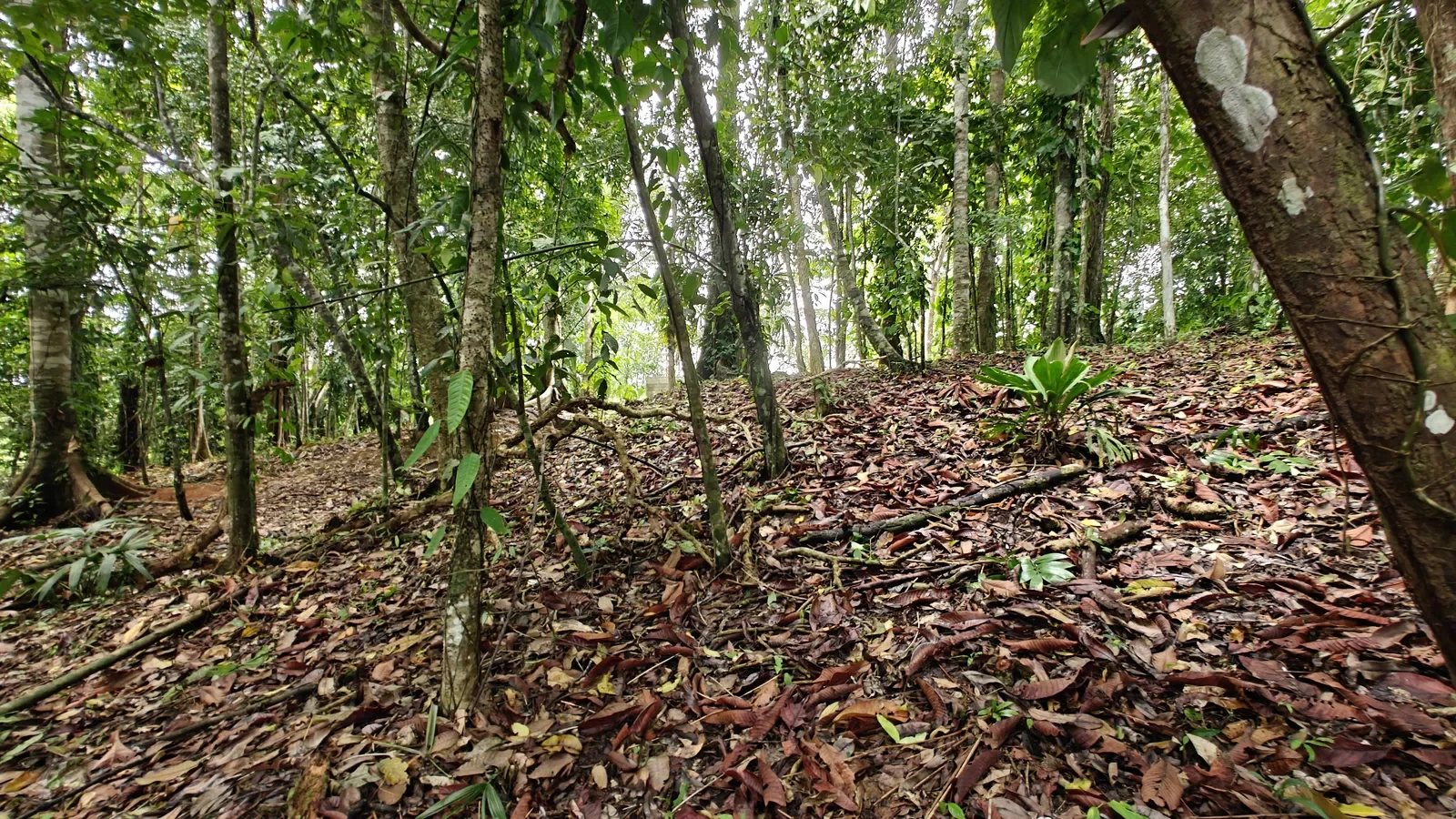 Large Jungle Lot in Paraiso Hills (11).webp
