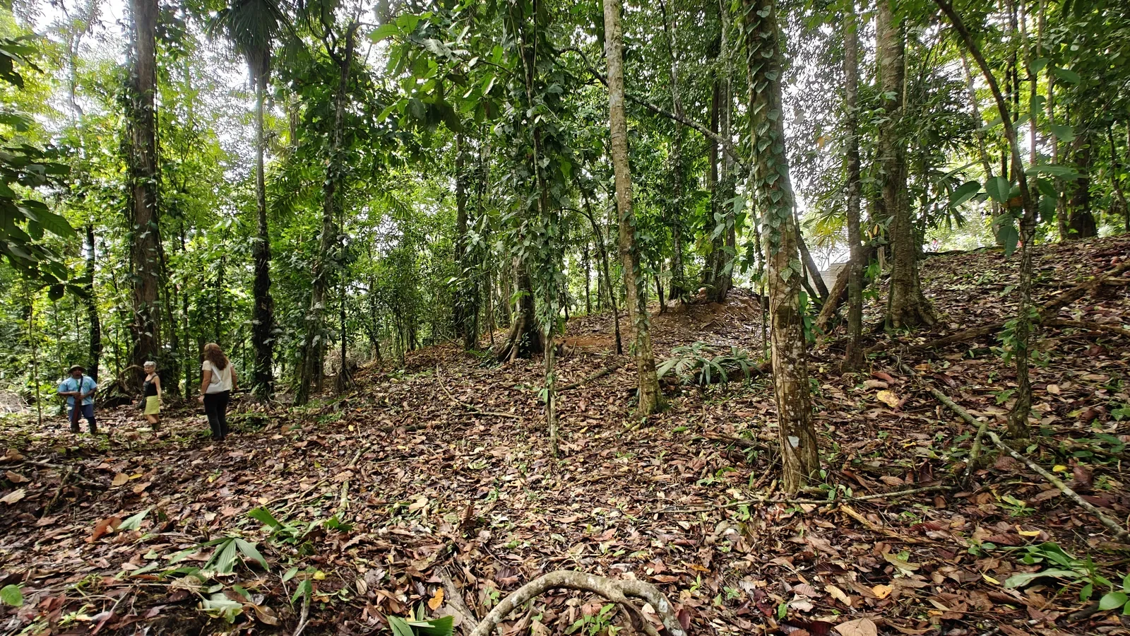 Large Jungle Lot in Paraiso Hills (12).webp