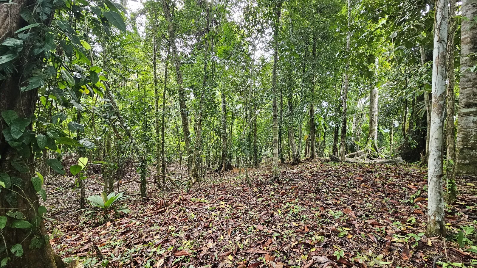 $139,000 - 10,307m² Jungle Lot in Paraiso Hills with Internal Road Access