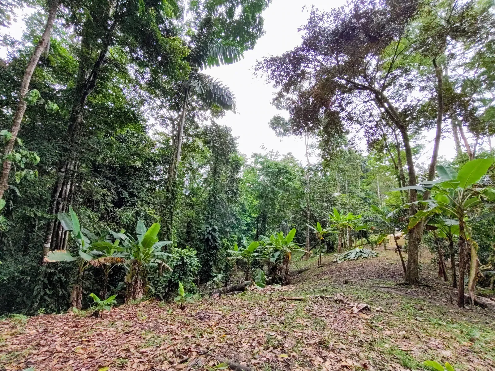 Duplex with Loft One Hectare of Land (20).webp