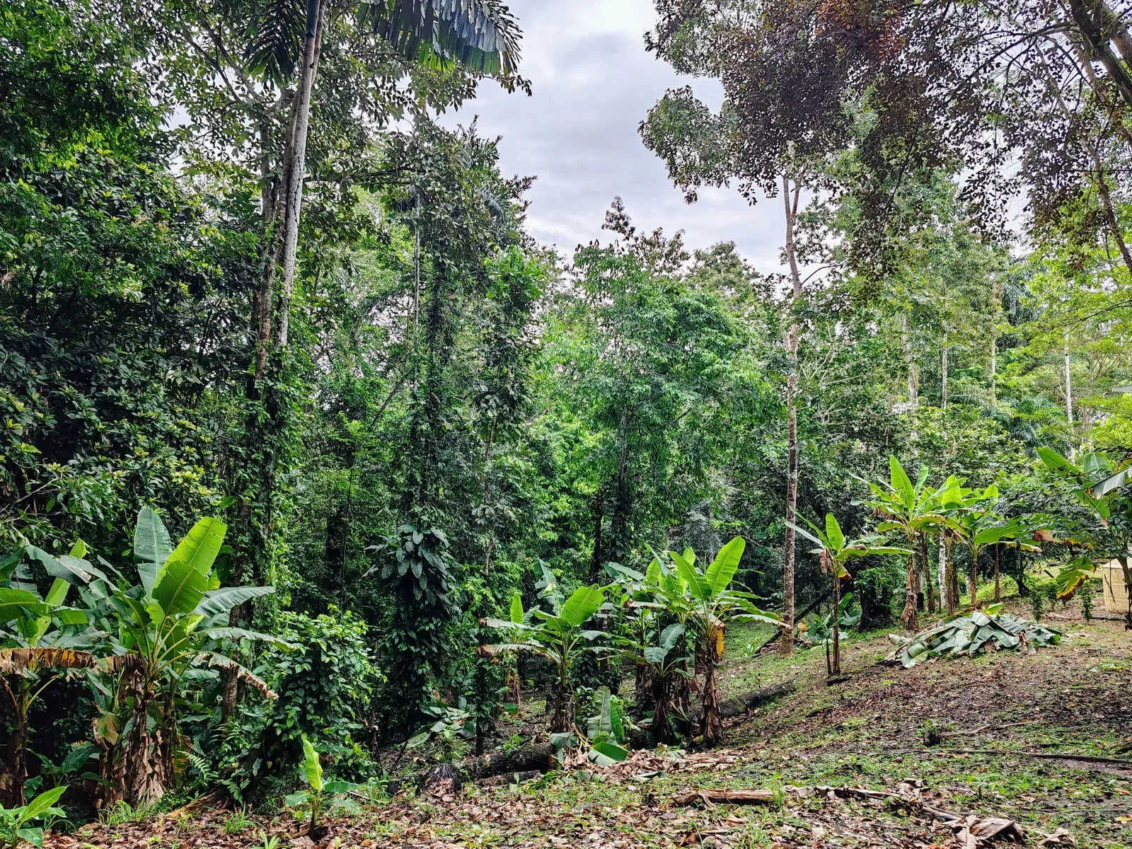 Duplex with Loft One Hectare of Land (21).webp