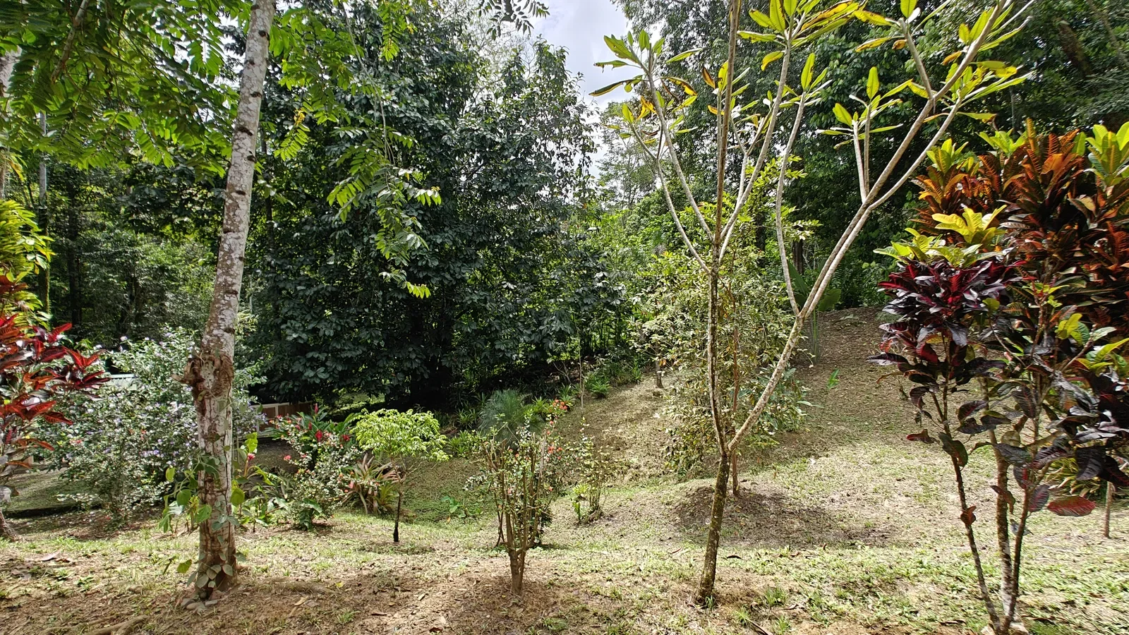 Private Jungle Estate with River (21).webp