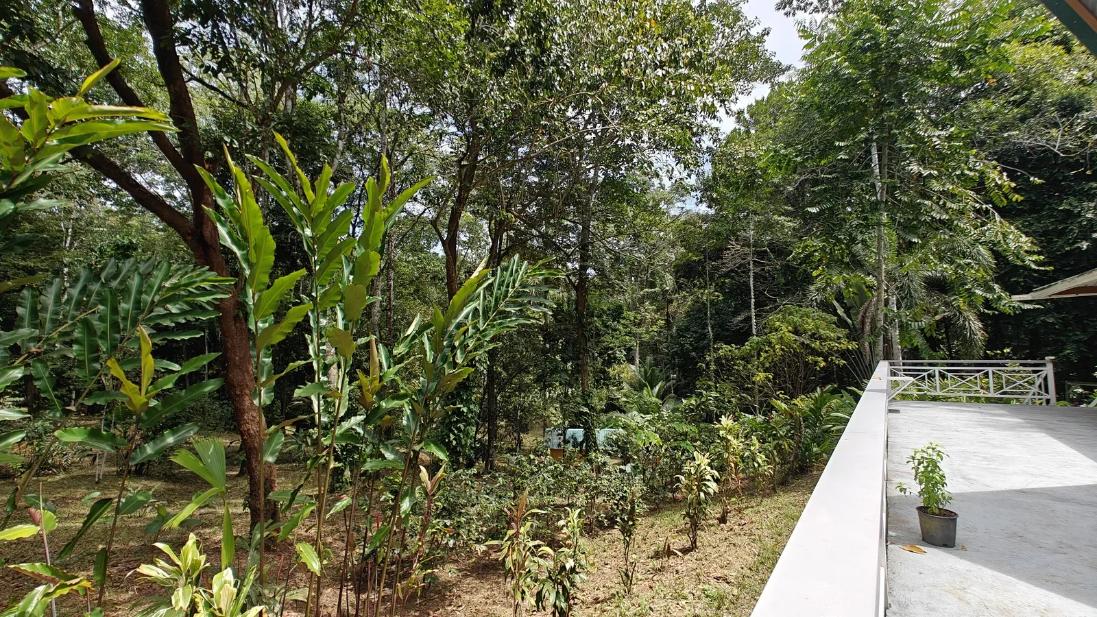 Private Jungle Estate with River (24).webp