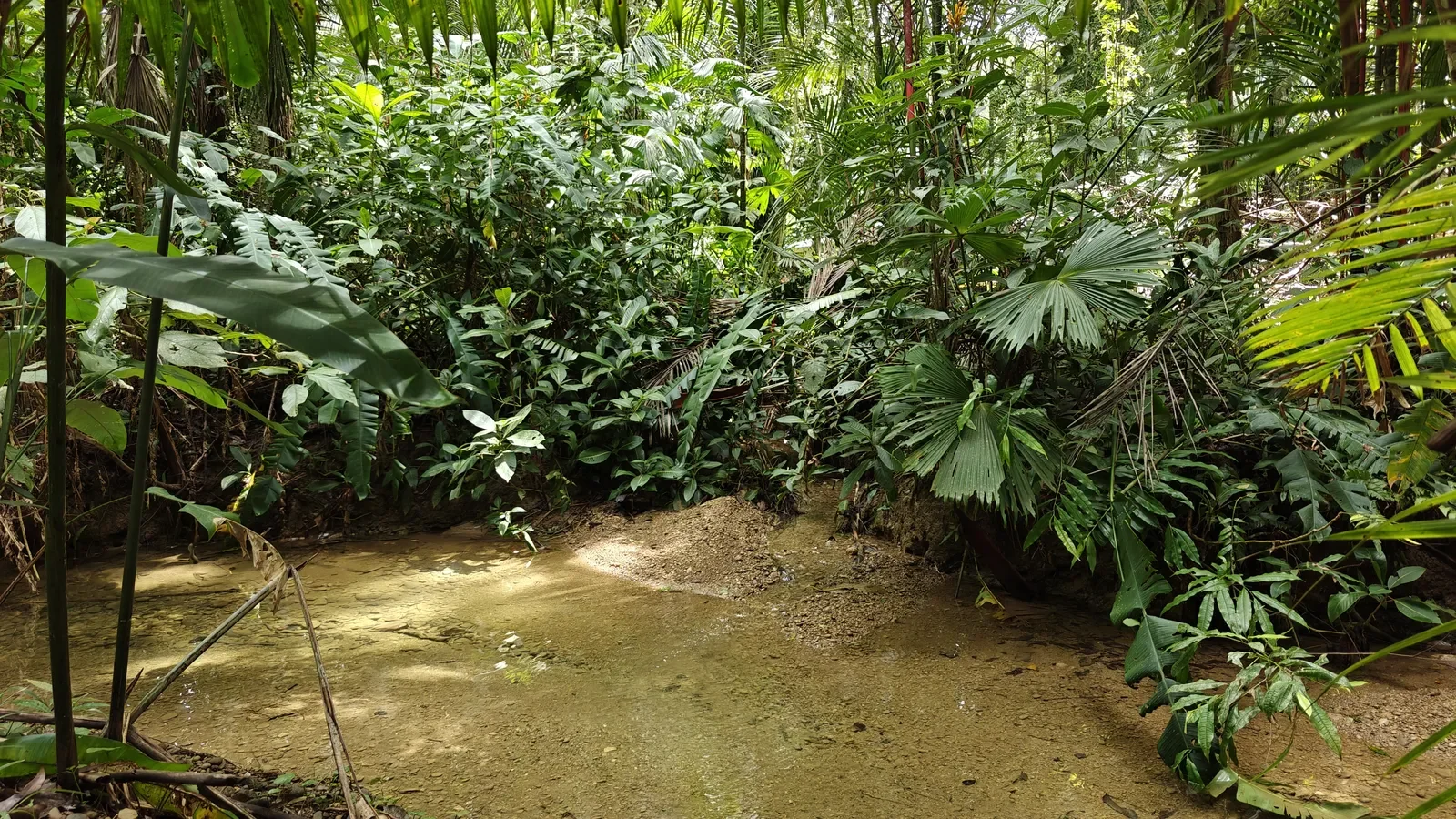 Private Jungle Estate with River (25).webp