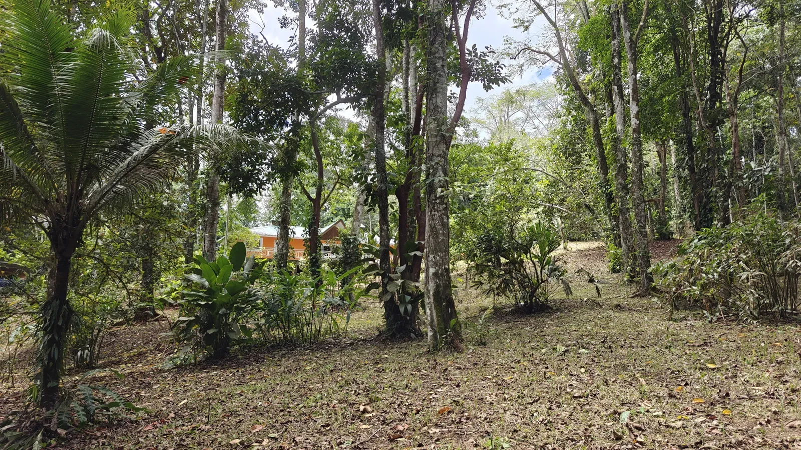 Private Jungle Estate with River (28).webp