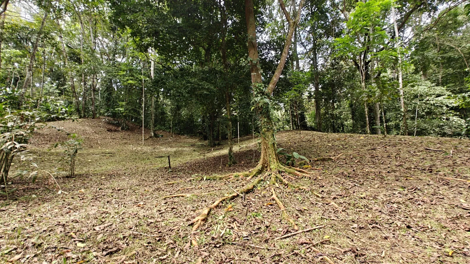 Private Jungle Estate with River (29).webp