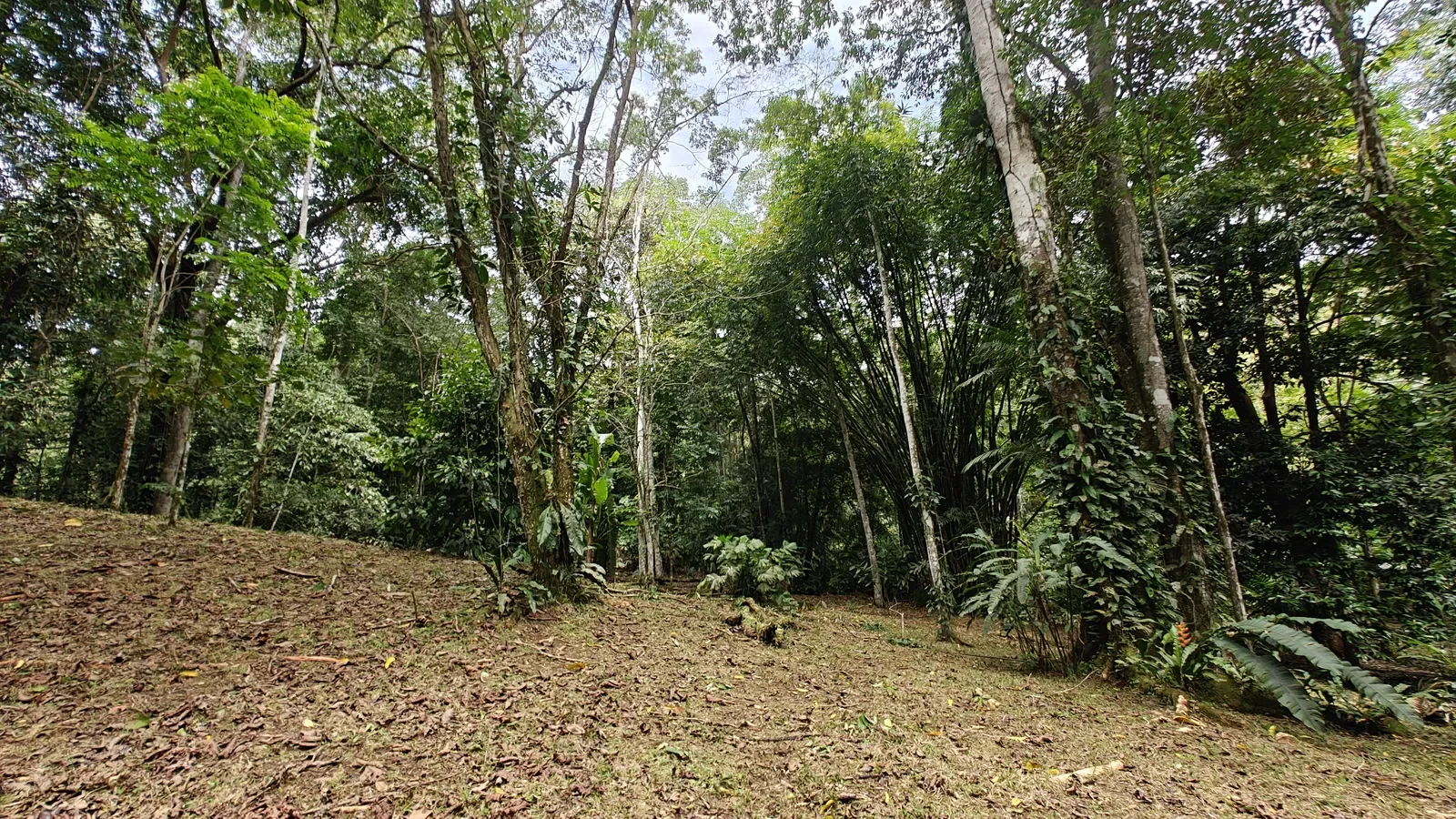 Private Jungle Estate with River (30).webp