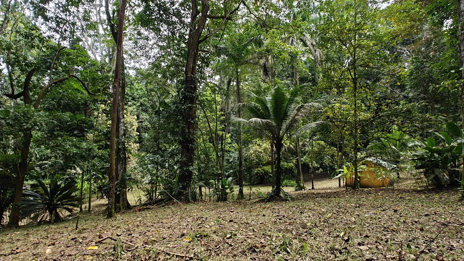 Private Jungle Estate with River (31).webp