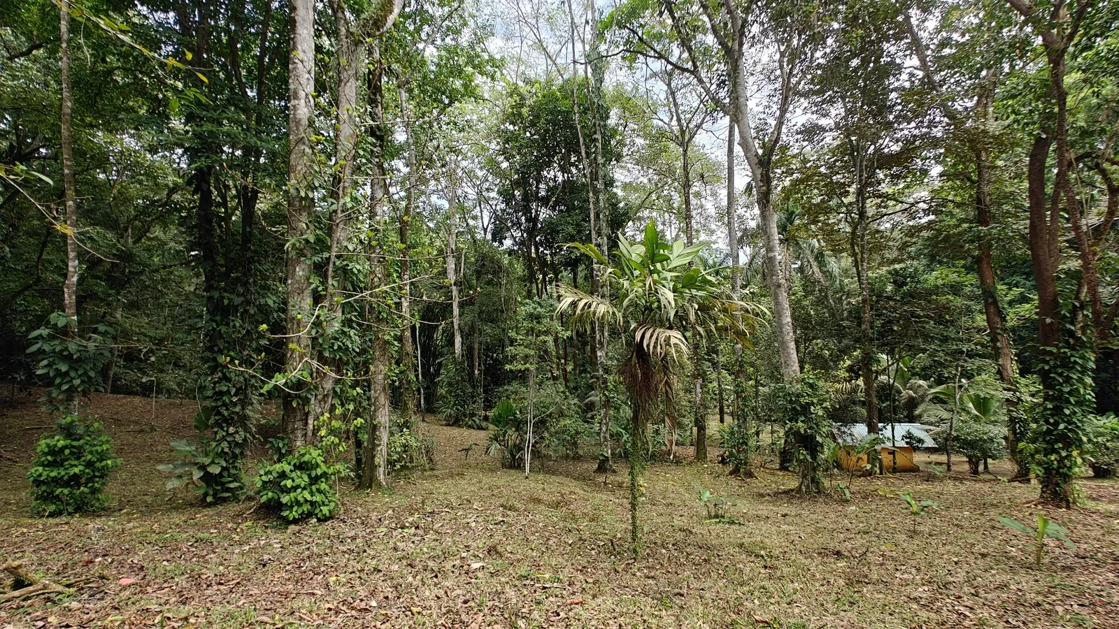 Private Jungle Estate with River (33).webp