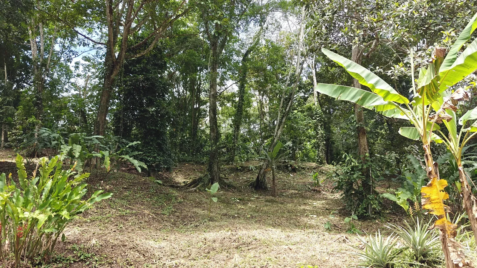 Private Jungle Estate with River (36).webp