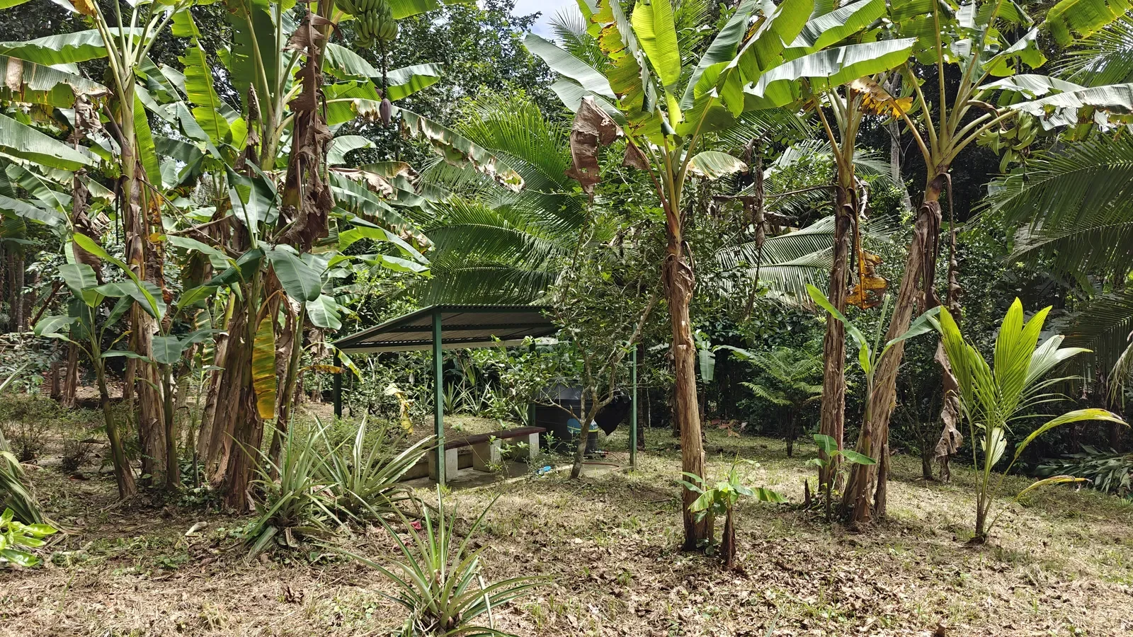 Private Jungle Estate with River (37).webp