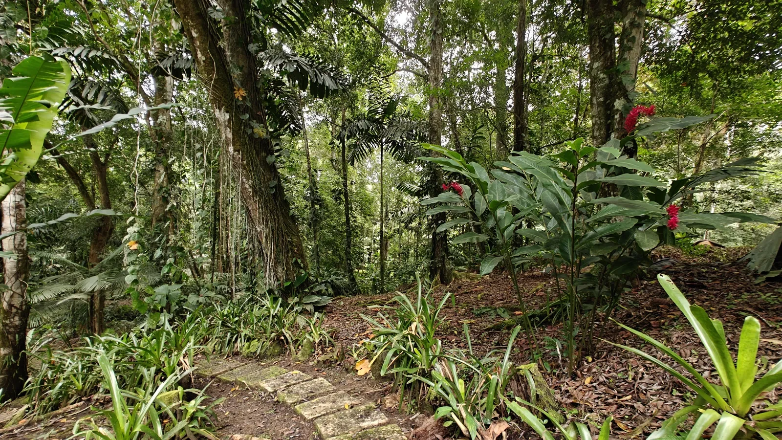 Private Jungle Estate with River (40).webp