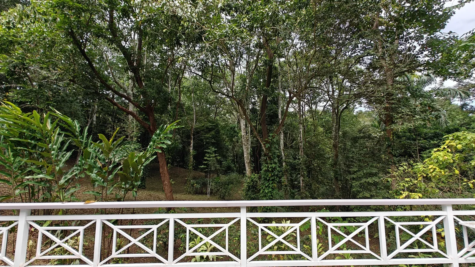 Private Jungle Estate with River (43).webp