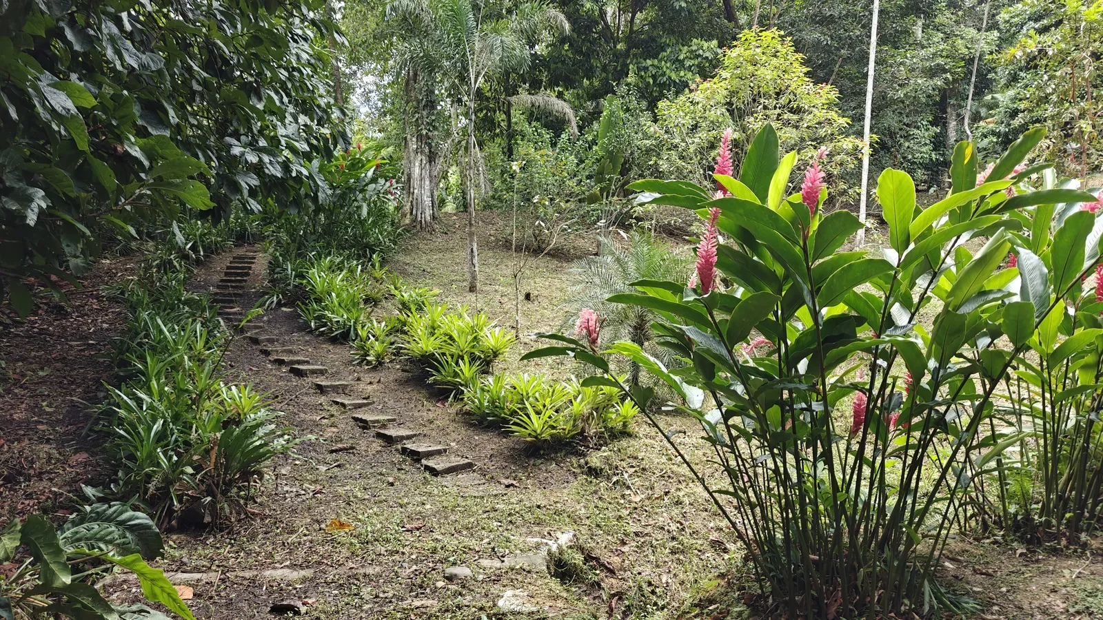 Private Jungle Estate with River (44).webp