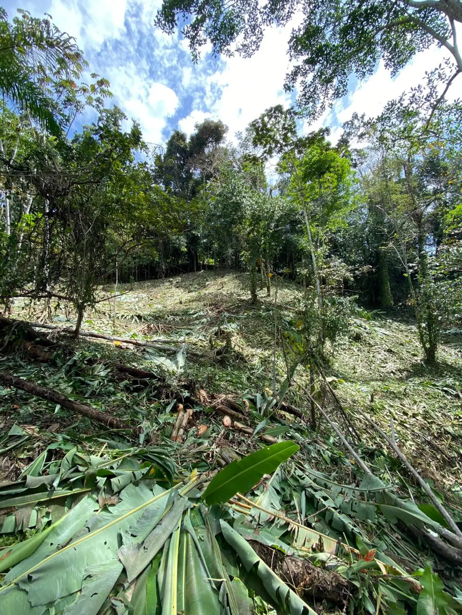 Jungle Lot Mountain View Punta Uva (1).webp