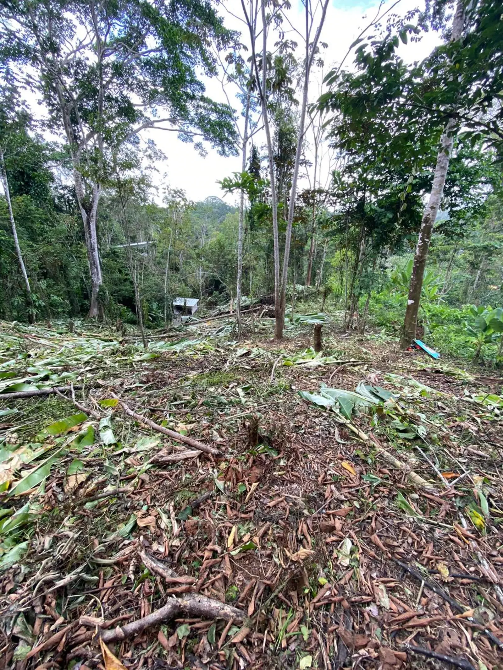 Jungle Lot Mountain View Punta Uva (2).webp