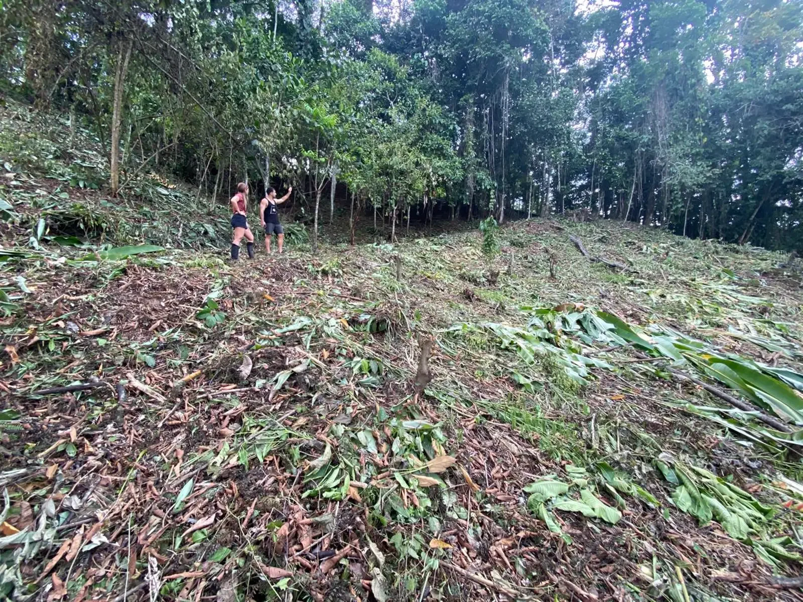 Jungle Lot Mountain View Punta Uva (3).webp