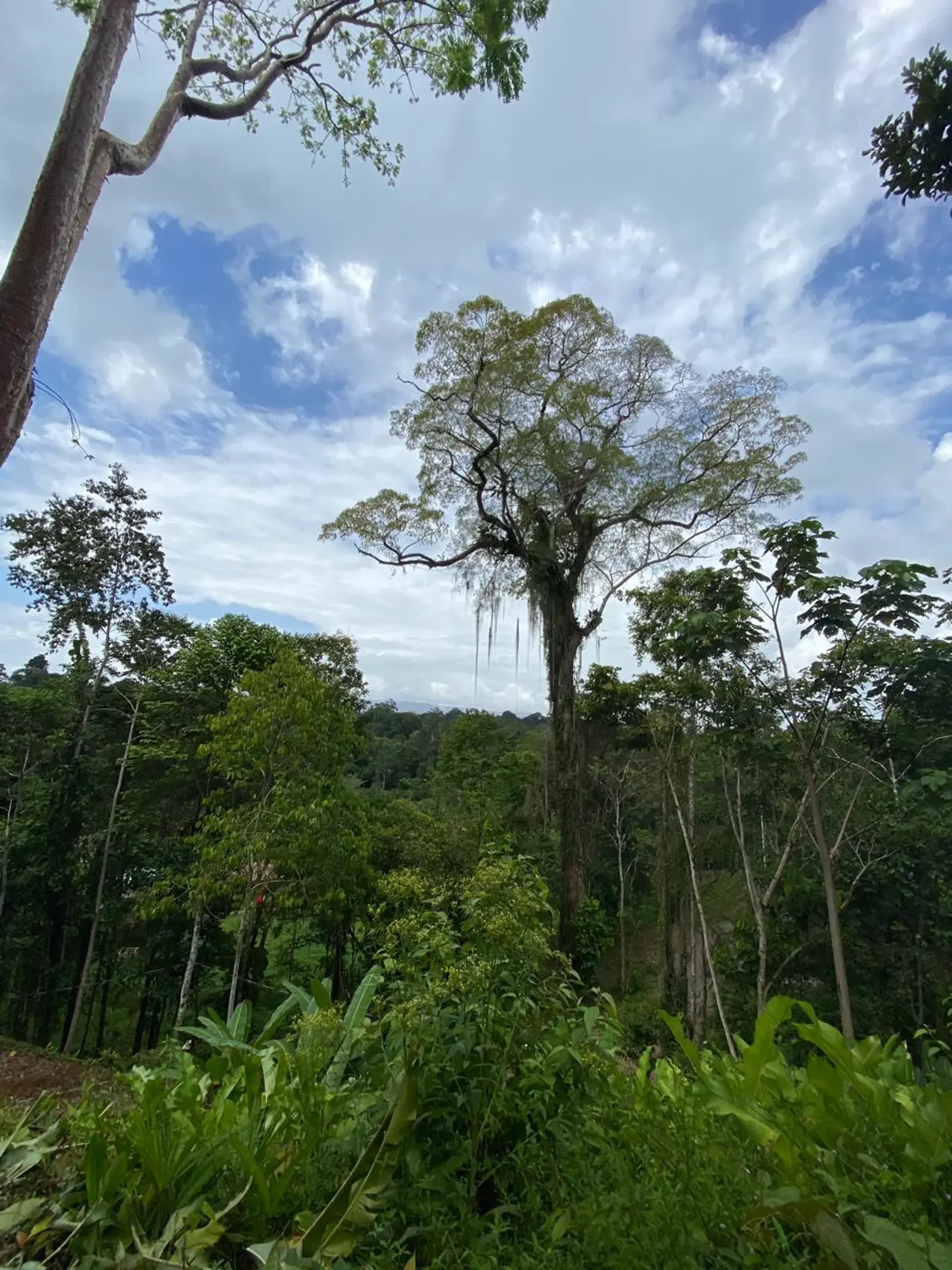 Jungle Lot Mountain View Punta Uva (5).webp
