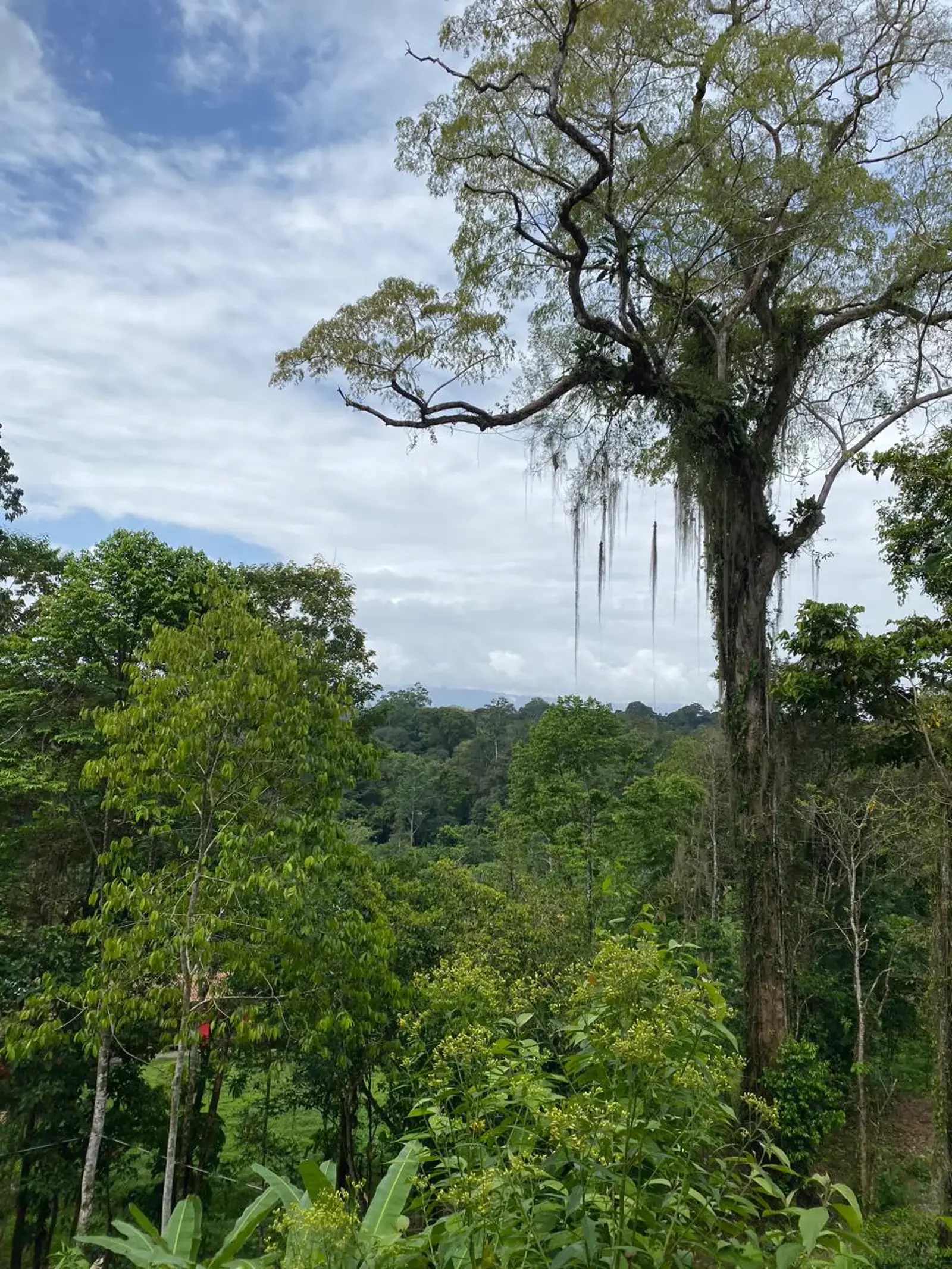 $231,000 - 5,500m² Jungle Lot with Mountain View in Punta Uva