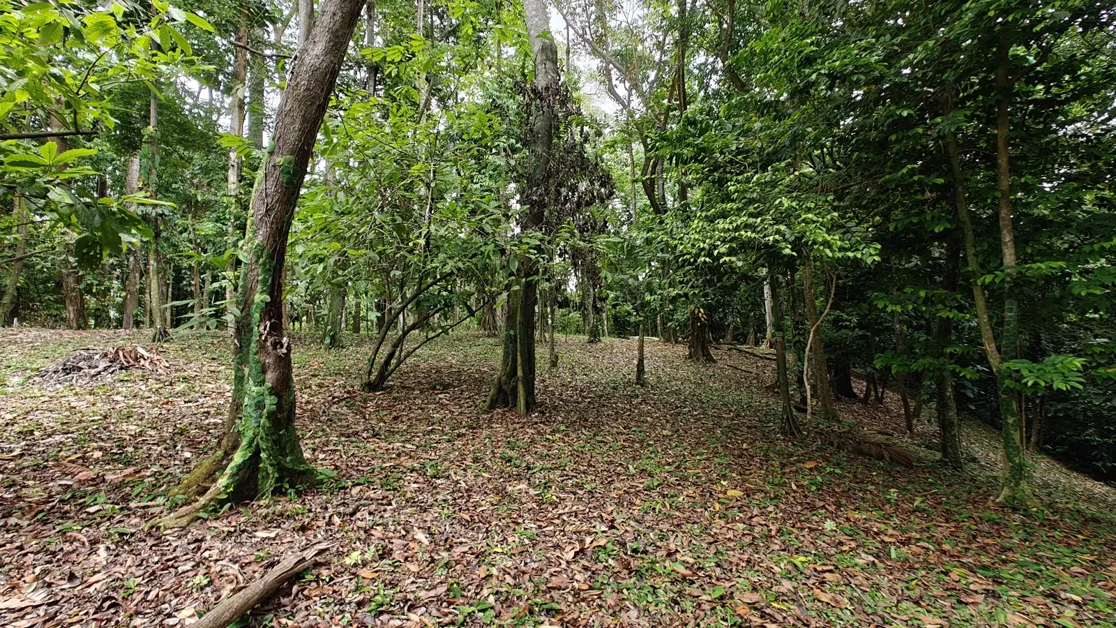 1971_Lot_Punta_Uva_Hills (5).webp
