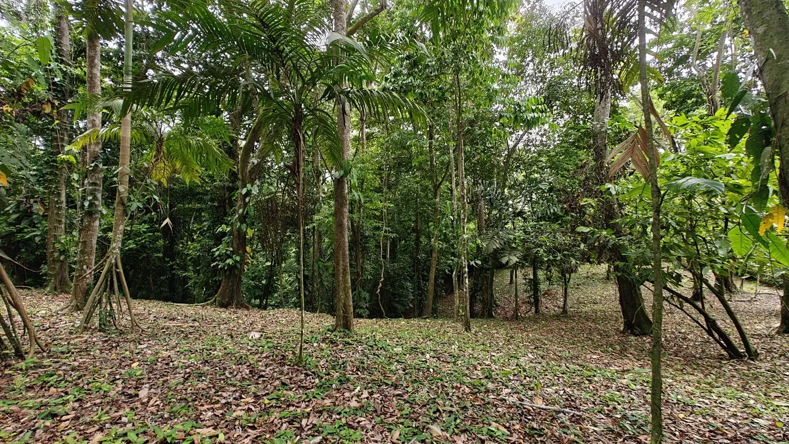 1971_Lot_Punta_Uva_Hills (3).webp