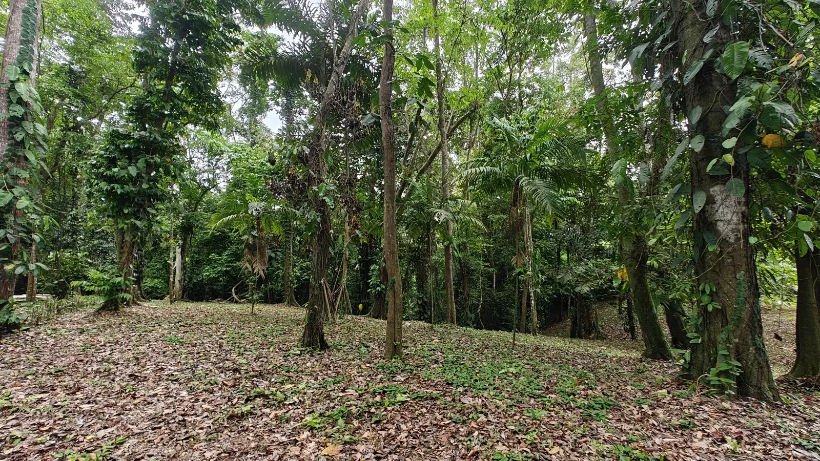 1971_Lot_Punta_Uva_Hills (2).webp