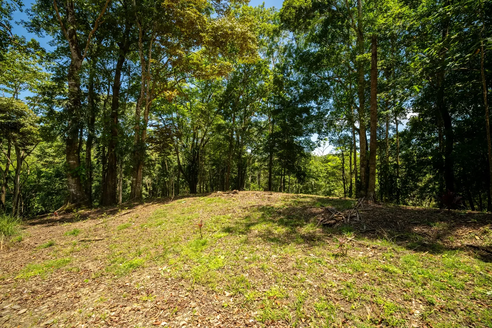 ID 953 - Paraiso Hills Nature Community (1).webp