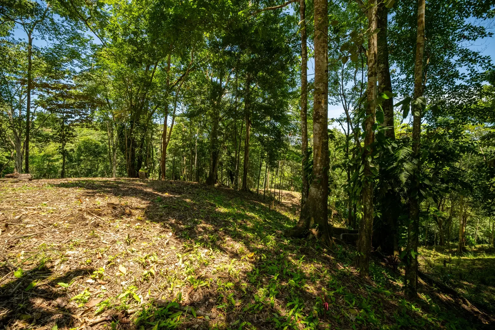 ID 953 - Paraiso Hills Nature Community (2).webp