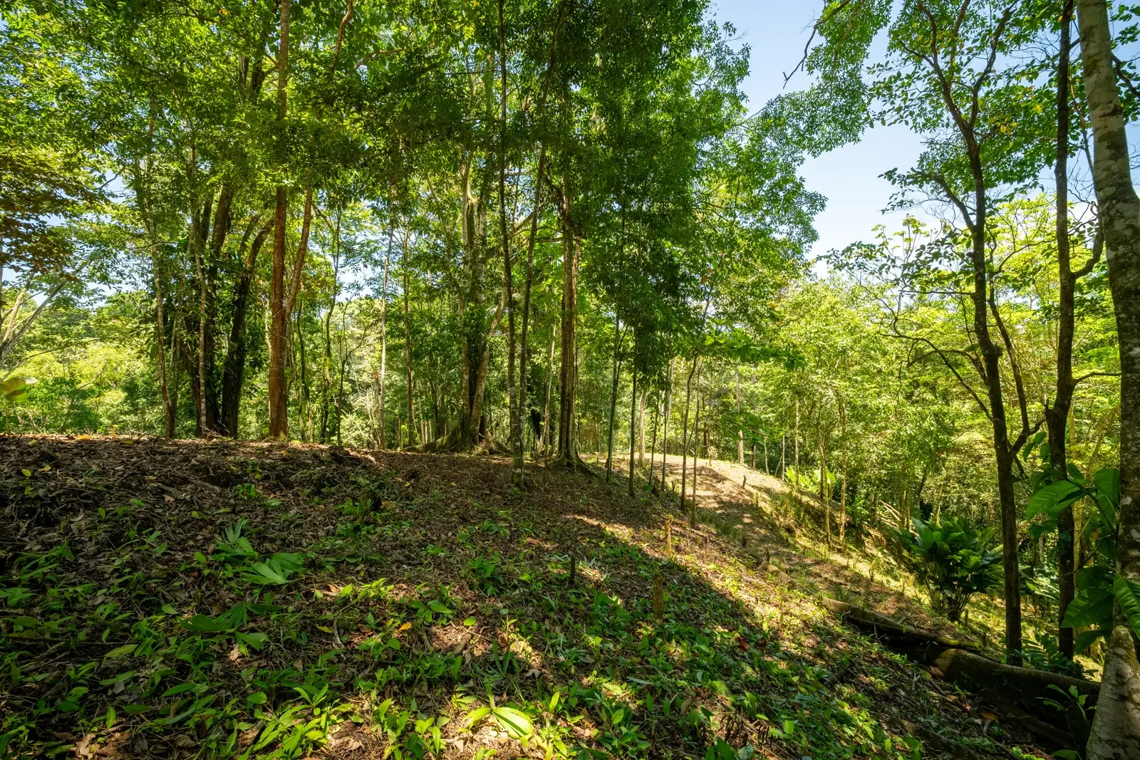 ID 953 - Paraiso Hills Nature Community (3).webp