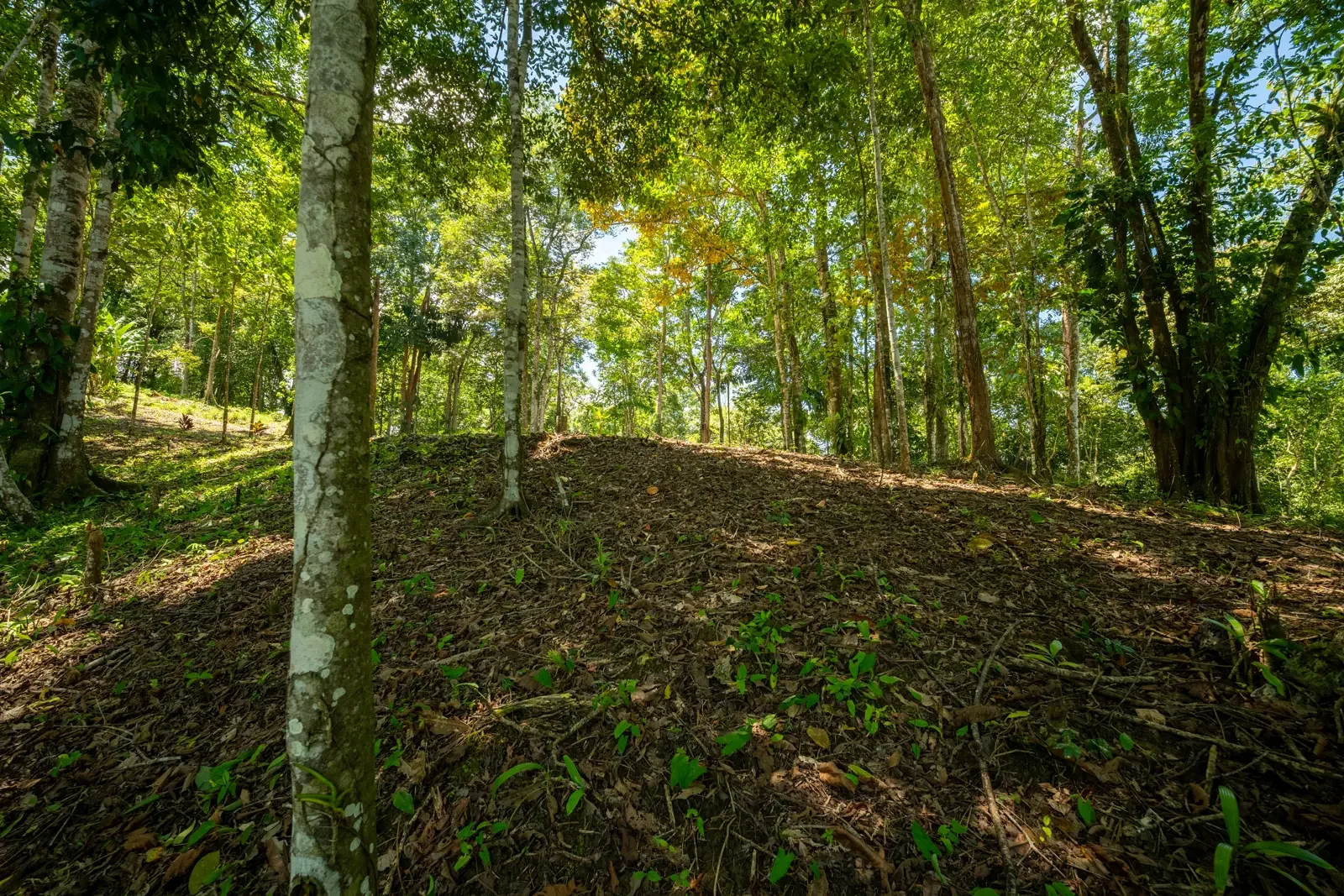ID 953 - Paraiso Hills Nature Community (4).webp