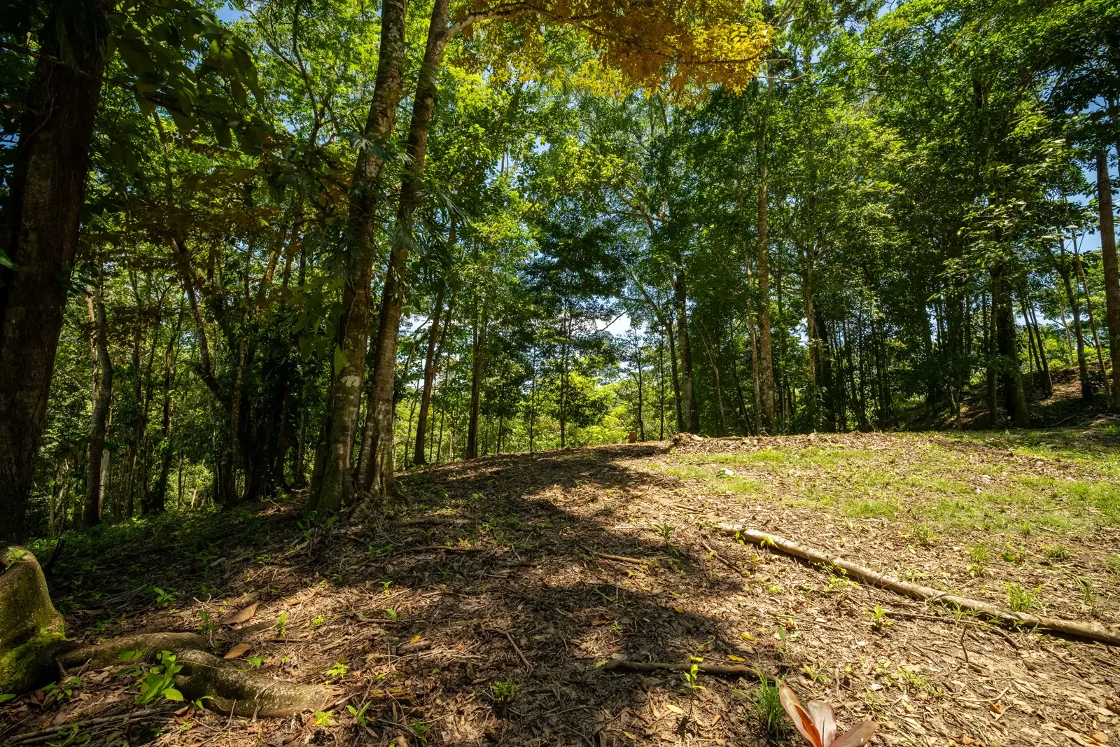 ID 953 - Paraiso Hills Nature Community (5).webp