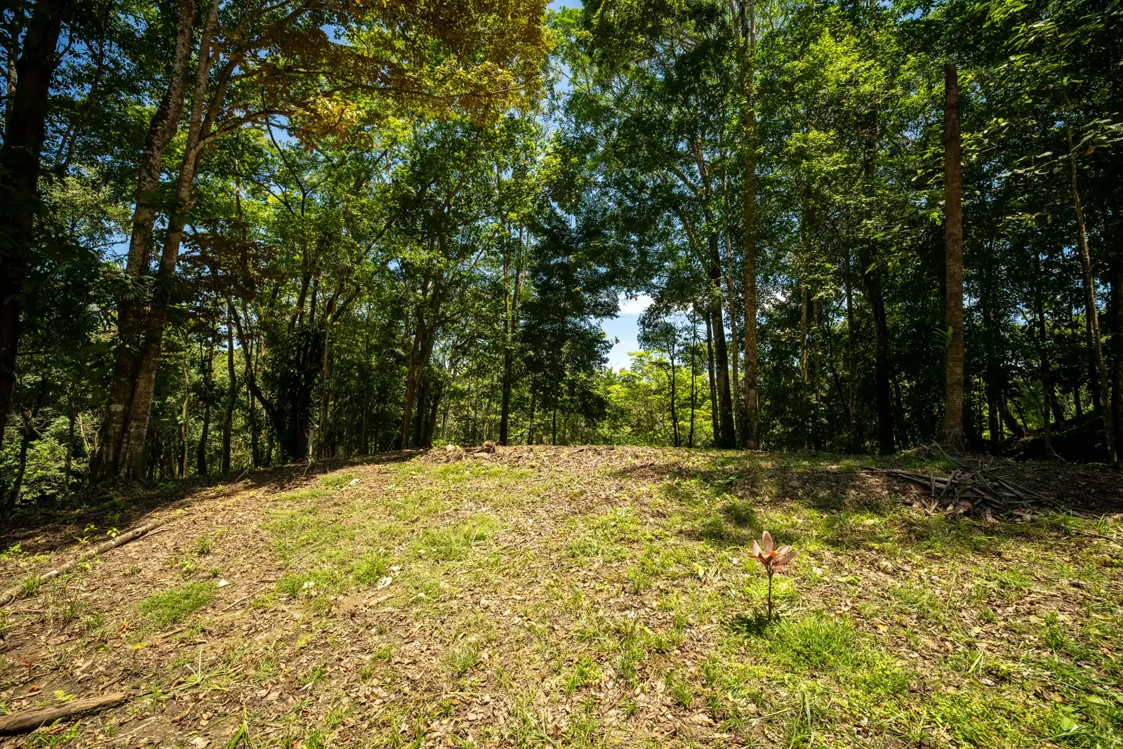 ID 953 - Paraiso Hills Nature Community (6).webp