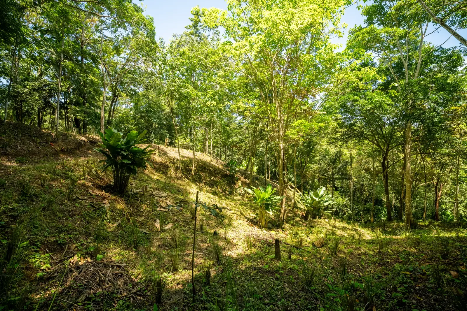 ID 953 - Paraiso Hills Nature Community (7).webp
