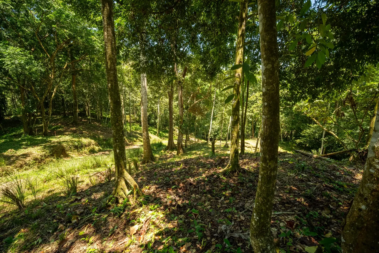 ID 953 - Paraiso Hills Nature Community (8).webp