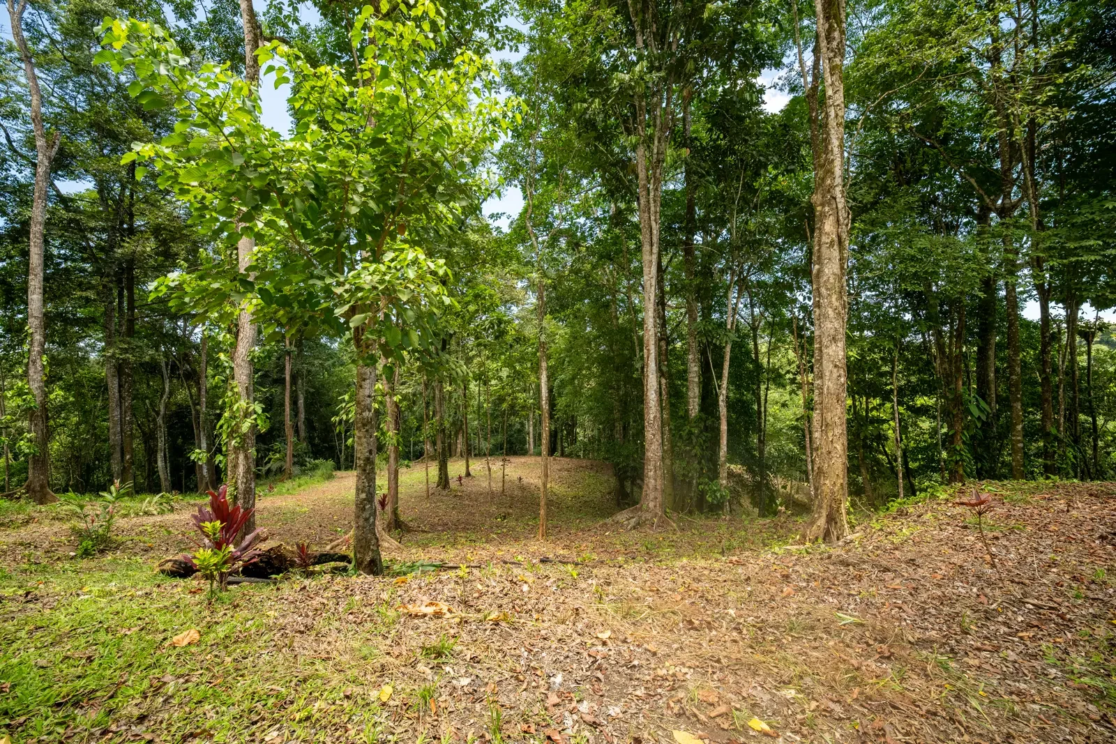 ID 953 - Paraiso Hills Nature Community (12).webp