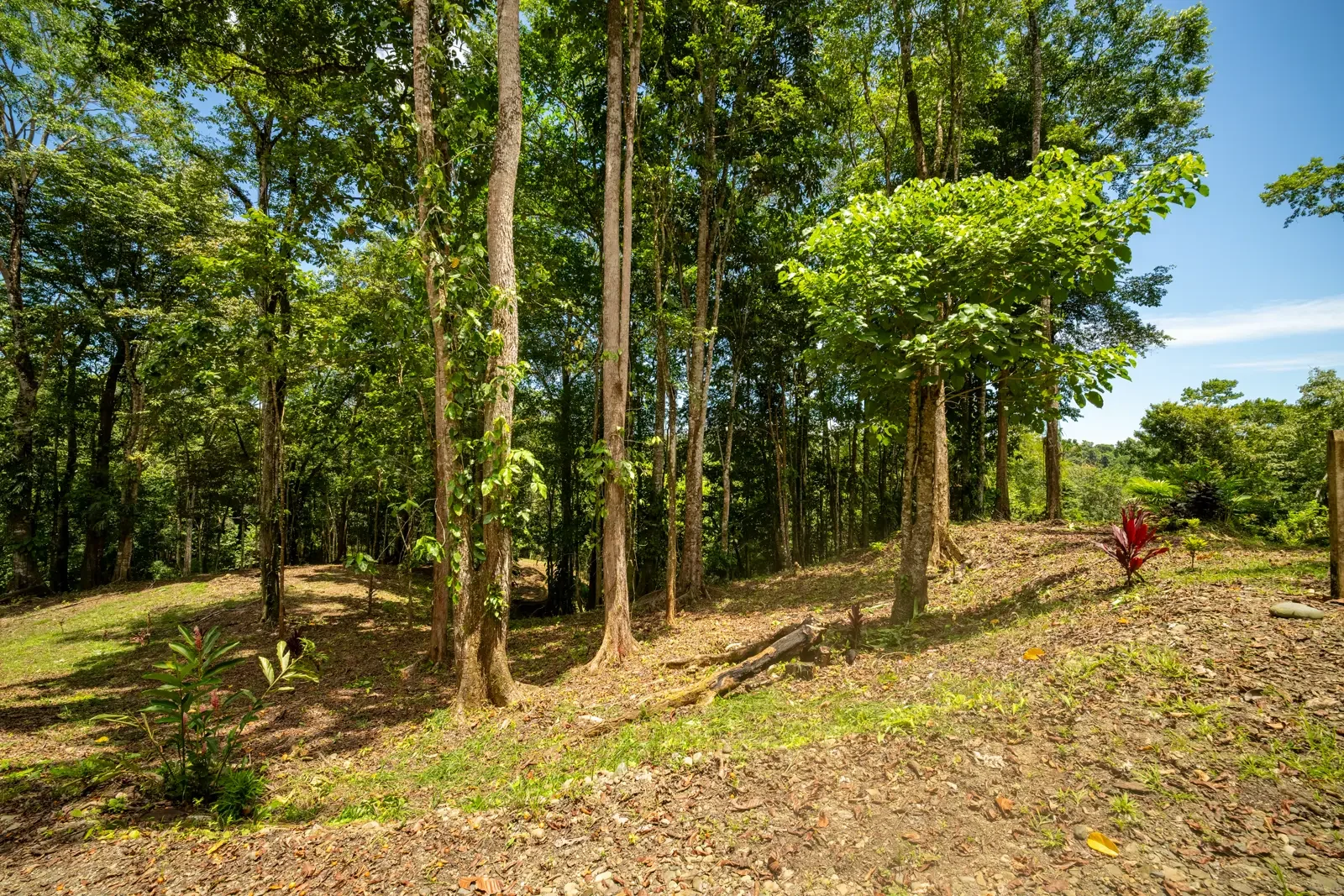 ID 953 - Paraiso Hills Nature Community (13).webp