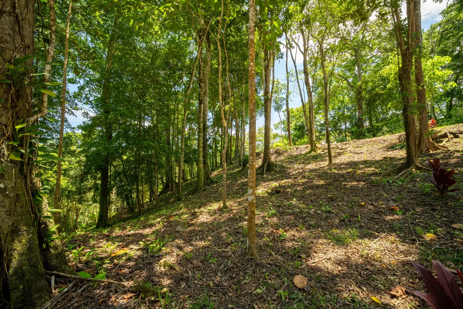 ID 953 - Paraiso Hills Nature Community (14).webp
